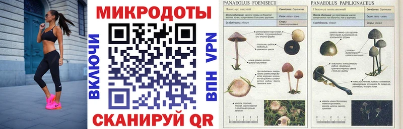 Галлюциногенные грибы Psilocybe  Купить где  Азов 